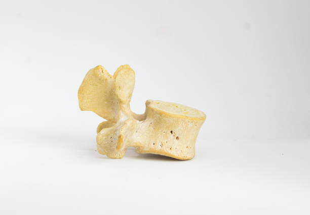 istock side view of isolated human lumbar vertebra in white background with space for text 966219674
