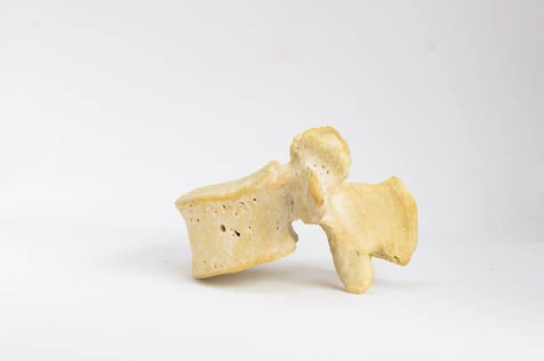 istock side view of isolated human lumbar vertebra in white background with space for text 966219776
