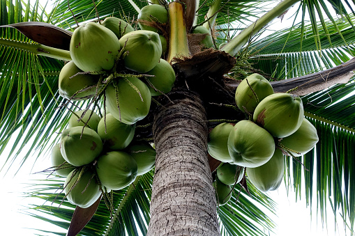 Coconut tree, full coconut