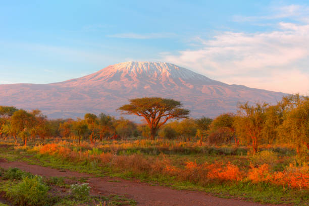 istock Mount Kilimanjaro with Acacia - High Dynamic Range Imaging 966223392