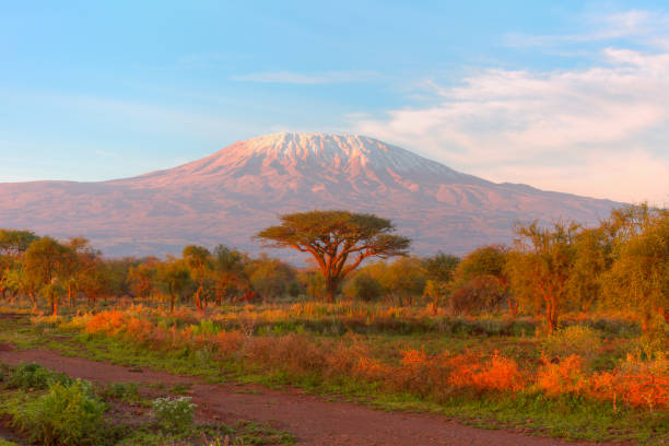 Mount Kilimanjaro with Acacia - High Dynamic Range Imaging Mount Kilimanjaro with Acacia and Village - High Dynamic Range Imaging acacia tree photos stock pictures, royalty-free photos & images