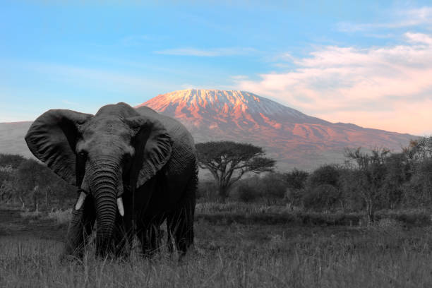istock Giant Elephant grazing at Amboseli with Kilimanjaro 966223868