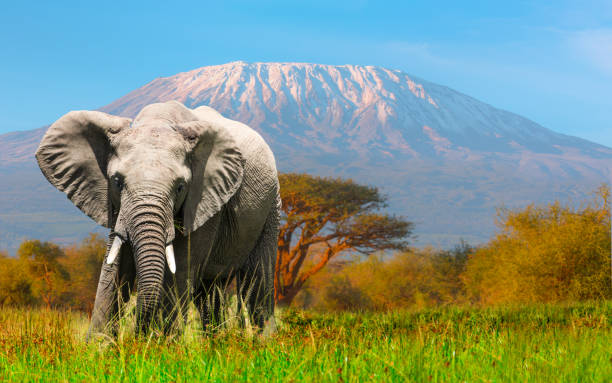 riesiger elefant beweidung im amboseli mit dem kilimanjaro - afrikanischer elefant stock-fotos und bilder