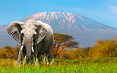 Giant Elephant grazing at Amboseli with Kilimanjaro