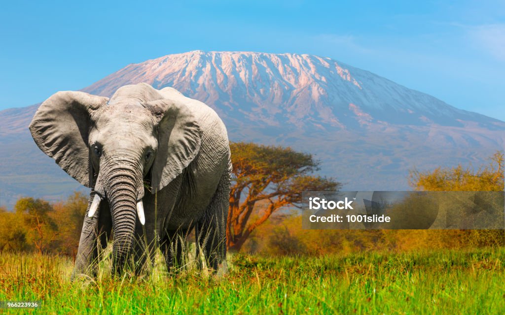Giant Elephant grazing at Amboseli with Kilimanjaro Elephant Stock Photo