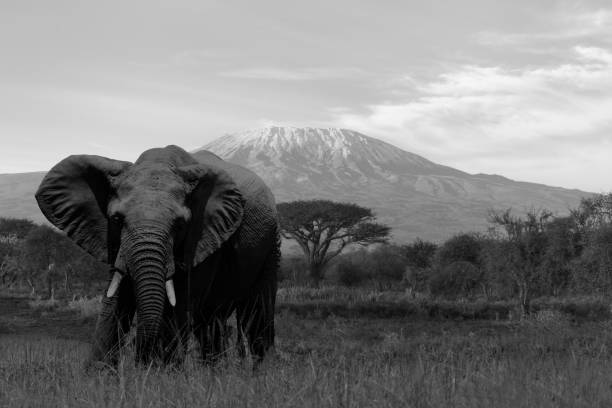 Giant Elephant grazing at Amboseli with Kilimanjaro