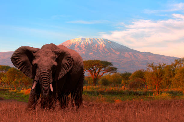 istock Giant Elephant grazing at Amboseli with Kilimanjaro 966223942