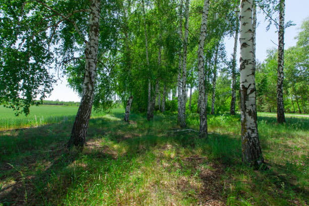 istock view of wheat field through birch leaves 966224142