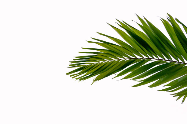 istock Green leaves of palm tree isolated on white background 966226024