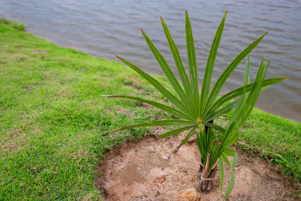 istock Oil palm trees planted along the marsh. 966226076