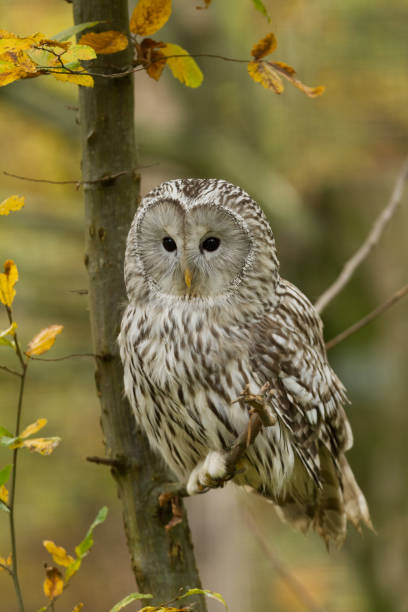 istock Chouette lapone - Great gray owl 966226930