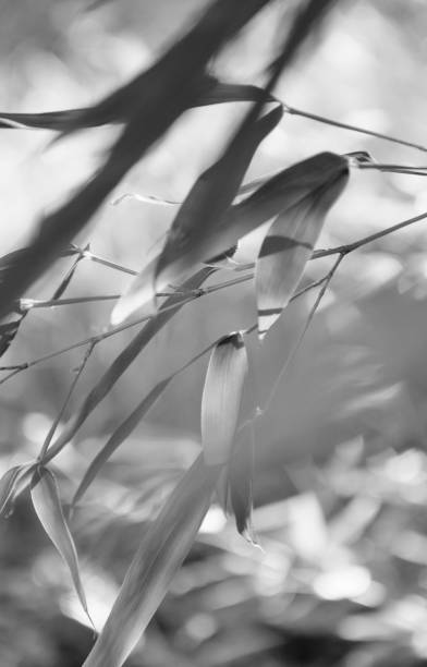 istock Bamboo leaves in a formal garden in black and white 966229030