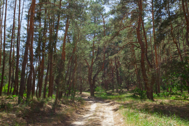 istock ground sand trail in the coniferous forest 966229034