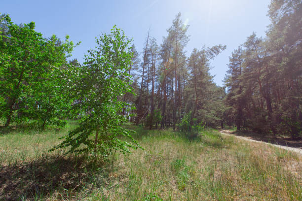 young birch on the foreground on the edge of a coniferous forest sand trail in the background