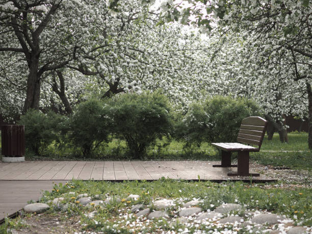 istock Bench in the Apple orchard. Flowering trees, spring 966234048