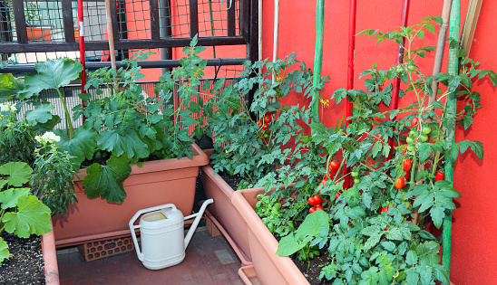Sustainable agriculture such as growing red tomatoes and zucchini in pots on the terrace of the apartment and a yellow watering can