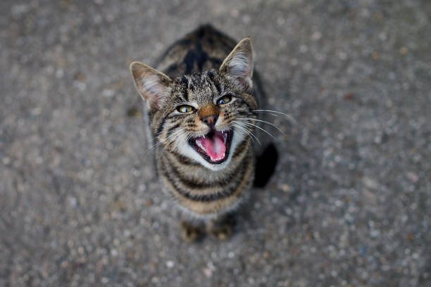 il mio gatto mi miamente, vuole qualcosa da mangiare - miagolare foto e immagini stock