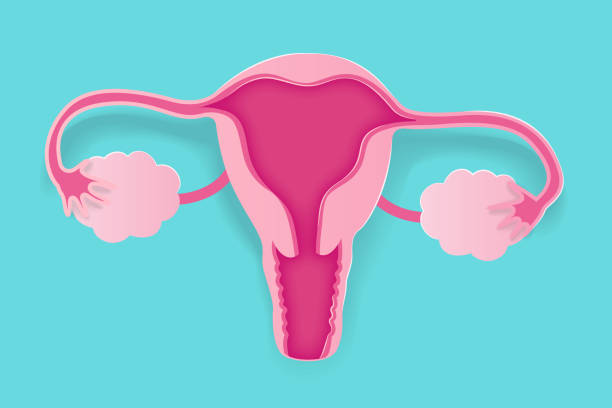 cute cartoon uterus cute cartoon uterus on the blue background gynecology stock illustrations