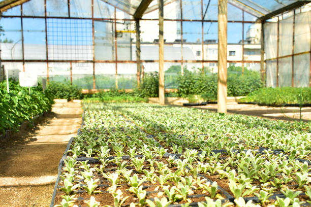 istock Baby plants in a greenhouse 966238846