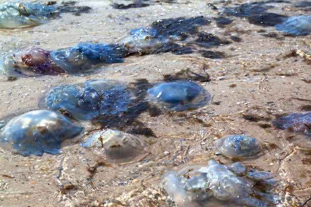 istock Dead jellyfish (Rhizostoma) washed ashore on sea shore 966240154