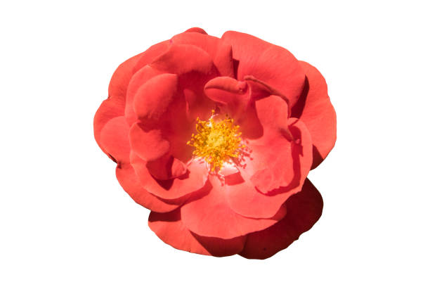 un « maxima de gallica pour rosa » fleur rouge rose isolated on white. - gallica rose photos et images de collection