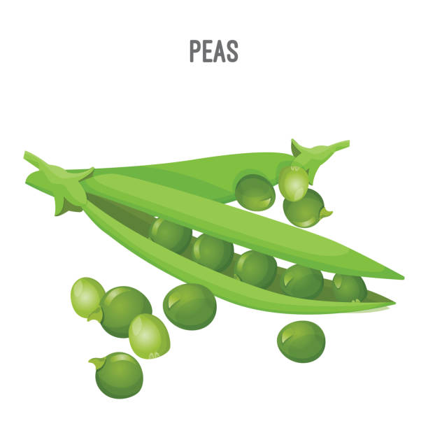 erbsen in längliche grüne schote mit runden samen - green pea pea pod sweet food freshness stock-grafiken, -clipart, -cartoons und -symbole