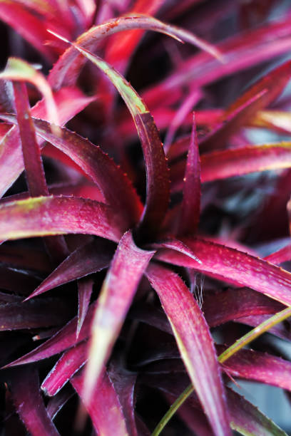 istock Aloe, rosettes of tropical plants, top view 966248916