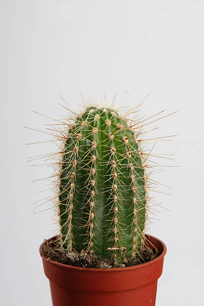 サボテン、クロックアドゥードゥル - cactus spine ストックフォトと画像
