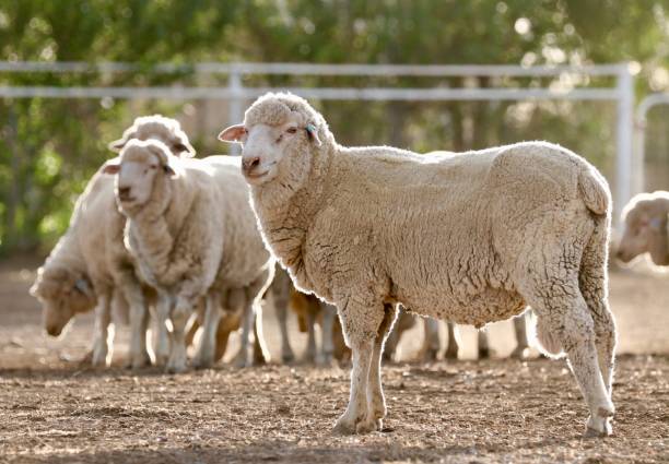 Sheep - Merino Rams stock photo