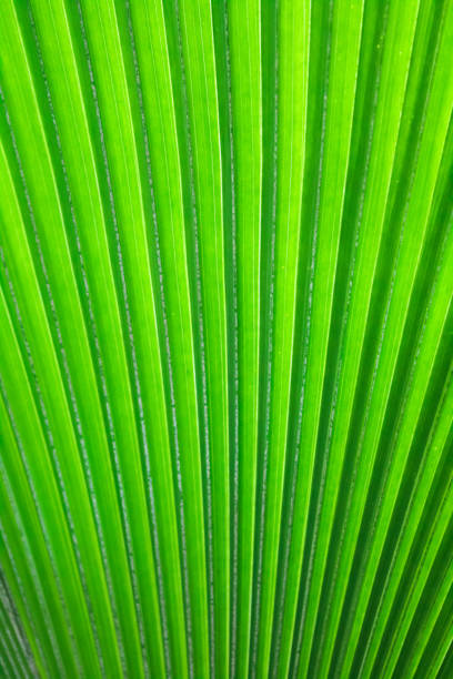 istock Fresh green palm leaves 966256984