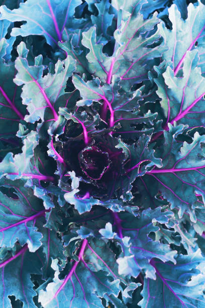 istock decorative cabbage, ornamental cabbage, cauliflower, Brassica oleracea 966257252