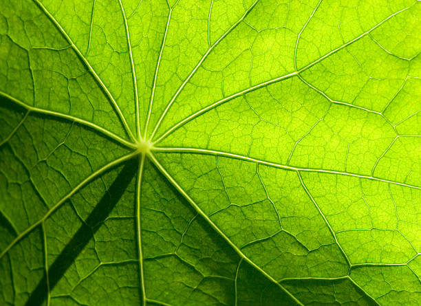 istock leaf of green plant 96625730