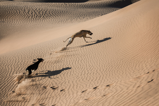 Two Sloughi dogs (Arabian greyhound) run in the sand dunes in the Sahara desert of Morocco.