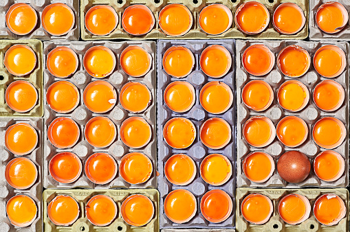 A lot of orange egg yolks and unique one egg without breaking over a egg cartons.