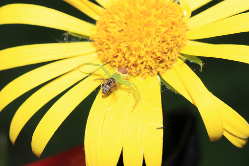 Crab spiders are hunters who stalk the flowers of their prey's plant.