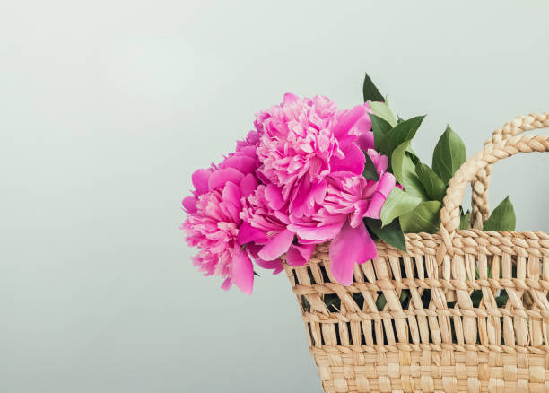 istock Pink peonies in straw basket with copy space. 966262326