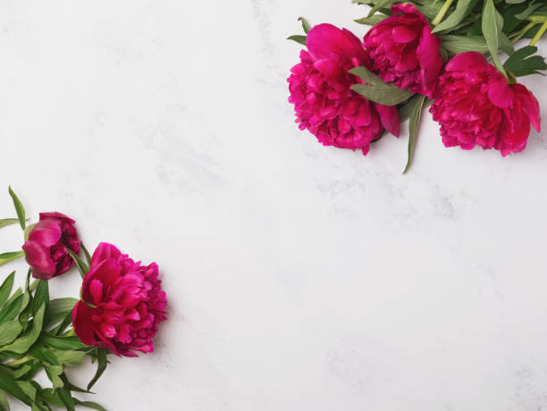 istock Beautiful pink peonies on the marble background 966262990