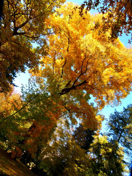 istock Autumn foliage in gold backlight 966267004