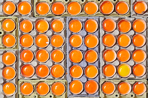 A lot of orange egg yolks and unique one yellow egg yolk over a egg cartons.