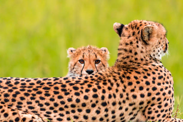 istock Mother Cheetah and its baby 966267680