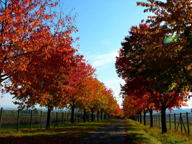 istock Tree avenue in magnificent autumn colors in full sun 966268006