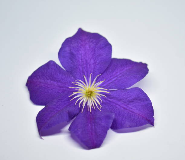 istock Beautiful purple clematis 966276102