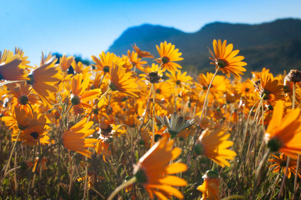 istock orange and white daisies in the field 966276746