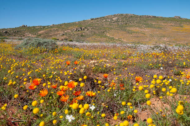 istock wild flowers in field 966280812