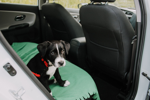 A puppy dog inside a car