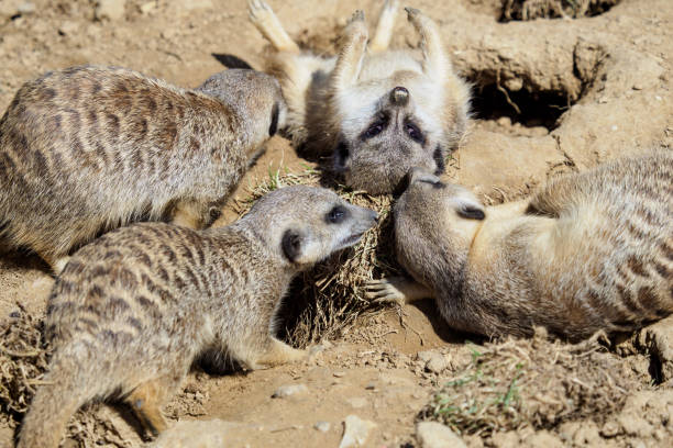 istock Suricate or meerkat (Suricata suricatta) family 966288718