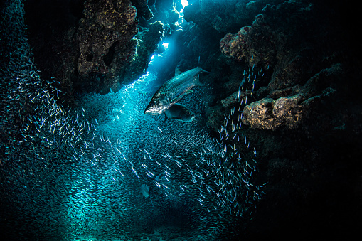 Tarpon fishes surrounded with schools of silverside fishes in the Carrebbean sea near Cayman Islands.