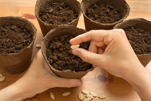 hands of gardener planting seeds in the peat pot, closeup
