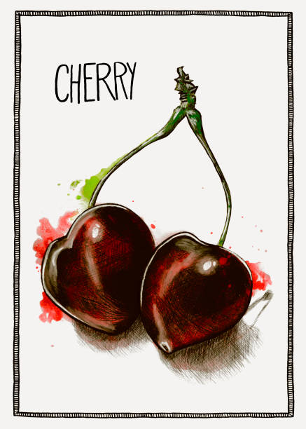 watercolor and pencil illustration of cherries with the handwriting cherry vector art illustration