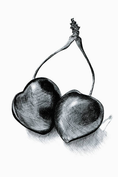 ballpoint pen illustration of cherries vector art illustration